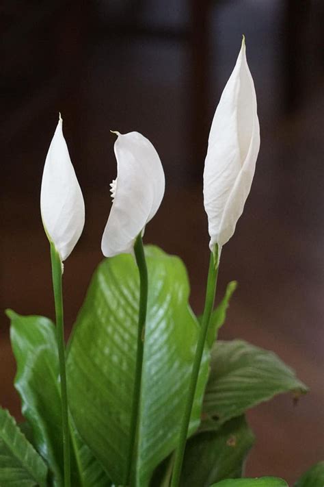 Plantes Dint Rieur Qui Fleurissent Facilement La Maison Recette