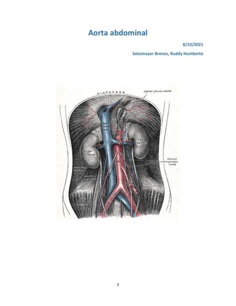 Aorta Abdominal Ruddy Udocz