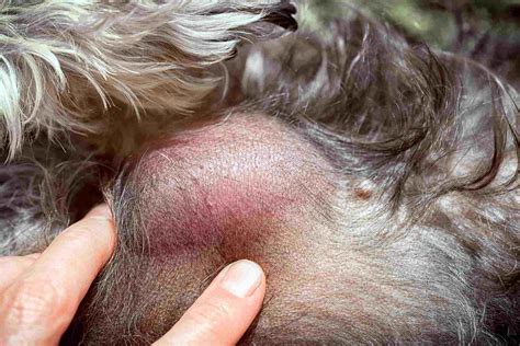 Skin Cancer in Dogs: Symptoms, Treatment and Prevention