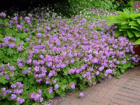 Hardy Geraniums As Ground Cover - ground cover crossword