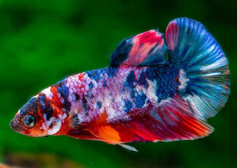 Kampffisch M Nnlich Star Koi Plakat Betta Splendens Kampffische