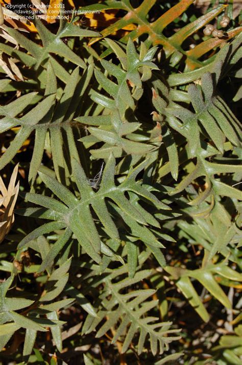 Plantfiles Pictures Banksia Species Creeping Dryandra Banksia