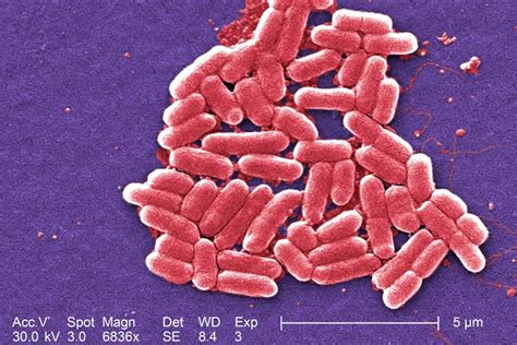 Diseñan antibióticos que actúan en el metabolismo de las bacterias BMN