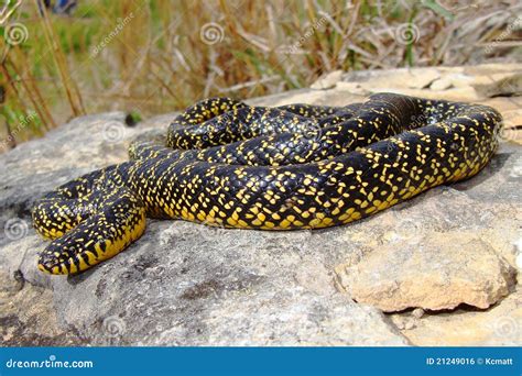 A Bright Yellow Speckled Kingsnake King Snake Stock Photo Image Of