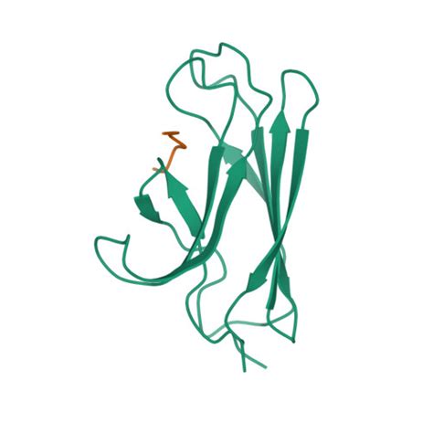 RCSB PDB 1Q5L NMR Structure Of The Substrate Binding Domain Of DnaK