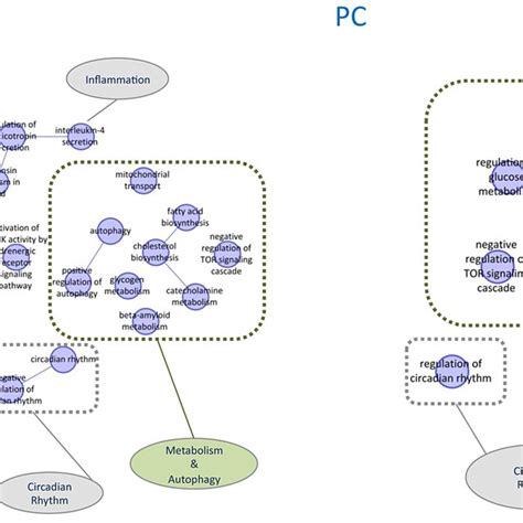 Schematic Graphs Of Over Represented Gene Ontology Biological Process Download Scientific