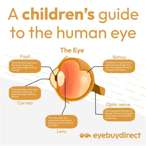 8 Fun Eye Facts For Kids Blog Eyebuydirect