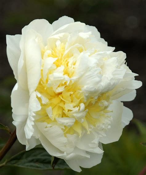 Пион Чеддер Чизз ‘Cheddar Cheese’ - самые красивые сорта