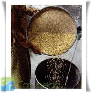 Pembuatan Tempe Dari Kedelai – Distributor Kacang Kedelai Impor