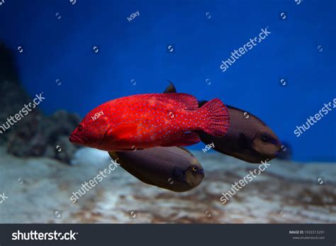 Coral Hind Grouper Cephalopholis Miniata Aquarium Stock Photo