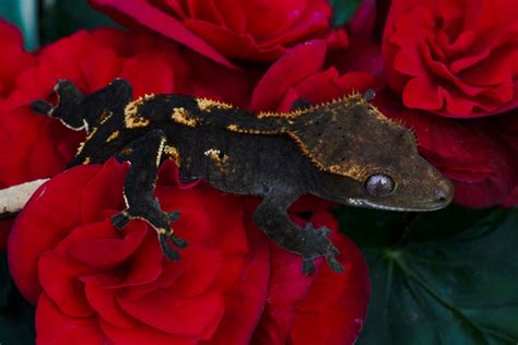 12+ Crested Gecko Colors - MafaldaCaitlinn