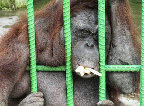 Viral Pria Mau Bikin Konten Malah Histeris Ditarik Orangutan Akhirnya