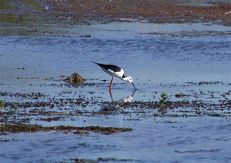 Kakadu National Park Australia Black Winged Stilt