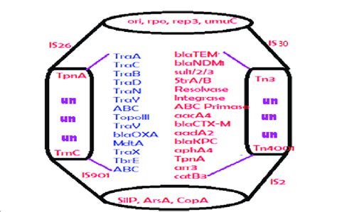 Structure Of A Large Mdr Conjugative Plasmid Such Plasmids Present In