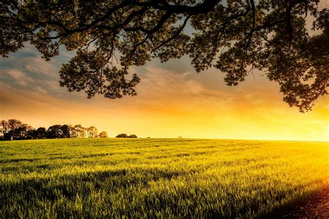 Campo De Hierba Verde · Foto De Stock Gratuita