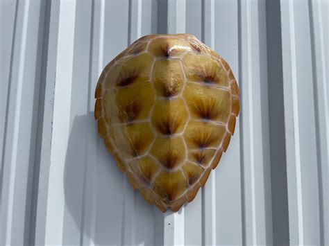 Hawksbill Sea Turtle Shell