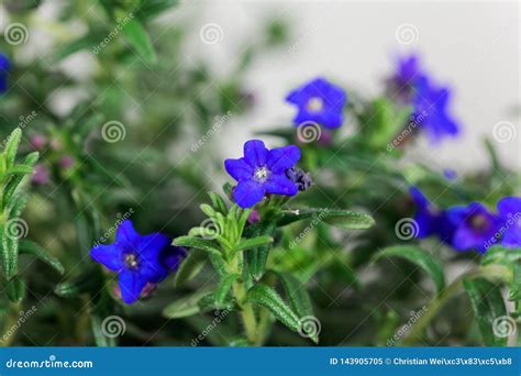 Lithodora Diffusa The Purple Gromwell Syn Lithospermum Diffusa Is A