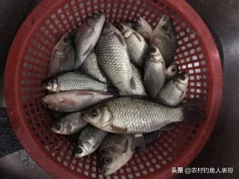 春季打好窩，新手野釣魚獲多，老釣友春季野釣打窩的三大技巧 每日頭條