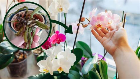 Lastuce De L Ponge Technique Efficace Pour Sauver Une Orchid E Mourante