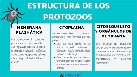 Estructura De Los Protozoos Con VÍdeos Y Ejemplos