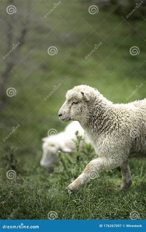 Fotografia Vertical De Uma Ovelha Branca E Fofa Sobre A Erva Verde