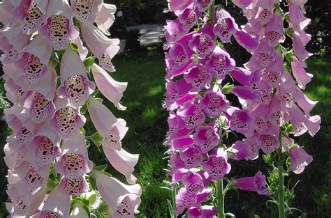 3 Plants That Look Like Foxglove