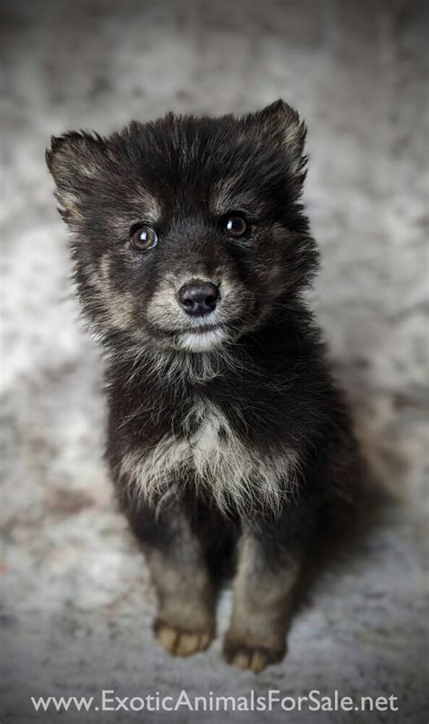 Low Content Wolfdog Pups for Sale