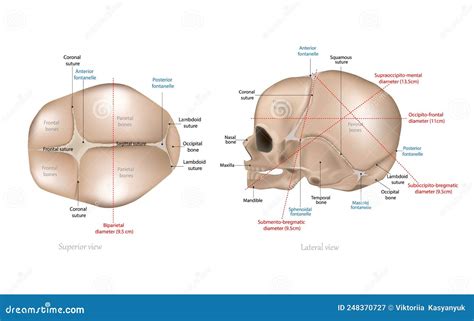 Fetal Skull Dimensions Superior View And Lateral View Of The Fetal