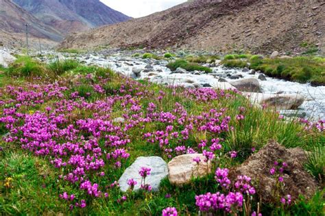 Paisagem Natural Em Leh Ladakh Imagem De Stock Imagem De C U Nave