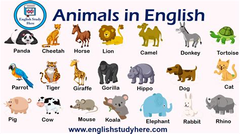 Animals In English English Study Here