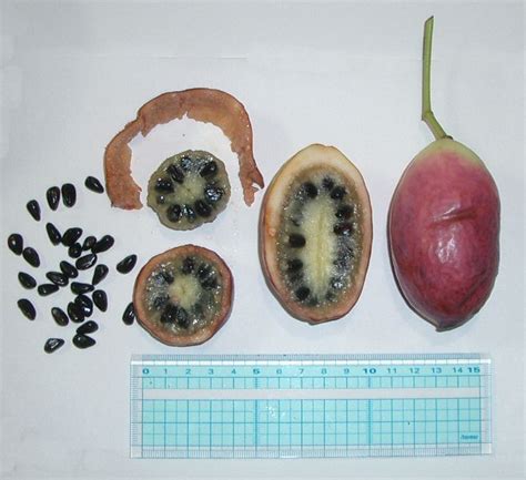 Stauntonia hexaphylla Images - Useful Tropical Plants