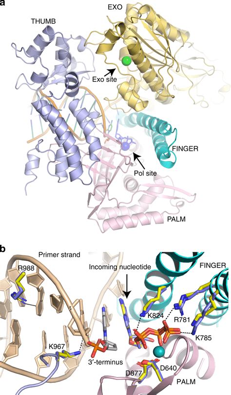 Structure of Pol2CORE P301R a Overview of the Pol ε structure with the