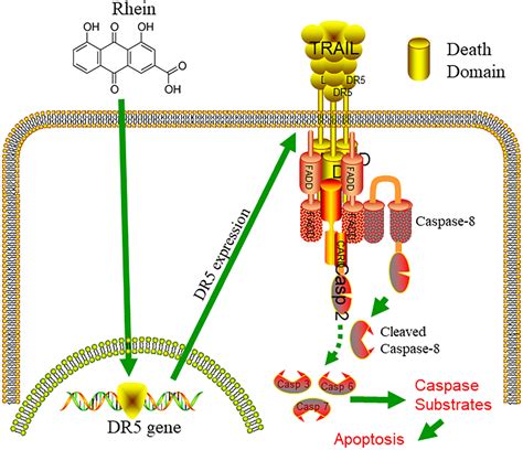 Rhein Promotes Trail Induced Apoptosis In Bladder Cancer Cells By Up