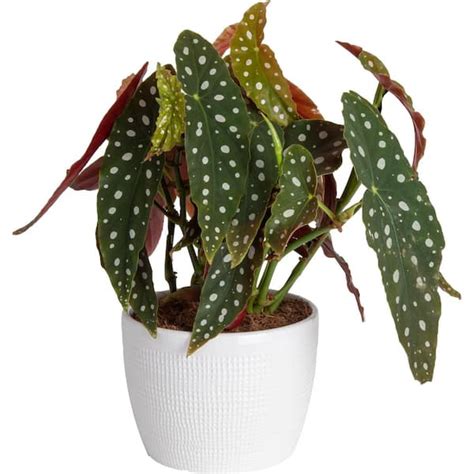 Costa Farms 6 In Trending Tropicals Begonia Maculata Plant In White