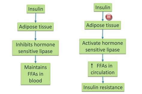 Diabetes Mellitus | Classification , Etiology , Pathogenesis , Complications