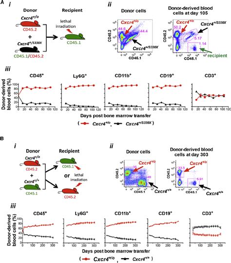 Cxcr Haploinsufficiency Enhances Hsc Engraftment During Mouse Bone