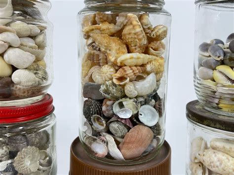 Collection Of Organic Seashells Mainly From The South Pacific Ocean