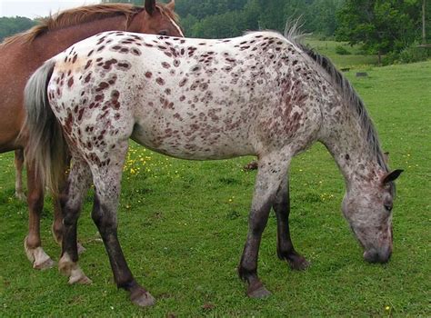 Five Fun Facts Of My Favorite Horse Breeds Appaloosa Appaloosa