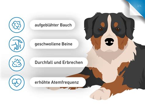 Anaplasmose Hund Symptome Und Behandlung