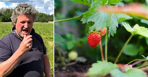 Odlaren i Stallarholmen Jordgubbar så det räcker till midsommar