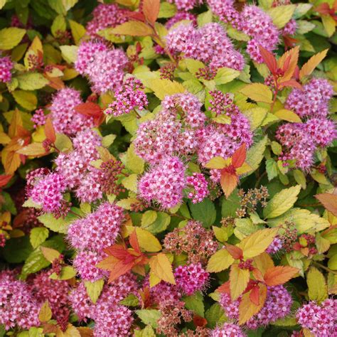 Spiraea Japonica Magic Carpet Multiplants