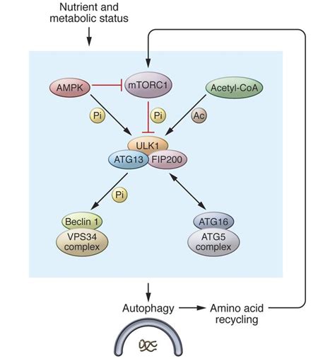 Jci Autophagy In Cellular Metabolism And Cancer