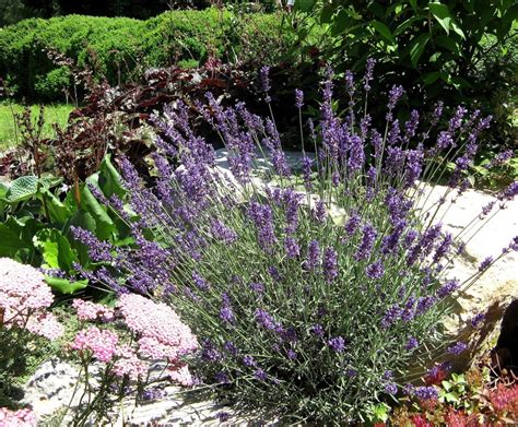 Lavanda Nezahtjevna Biljka Koja Voli Puno Sunca P Ele I Bumbare A