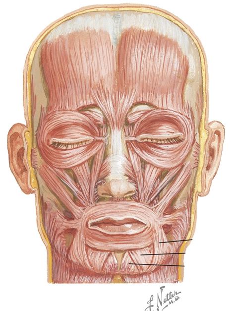 Netter Musculos Faciales I Diagram Quizlet