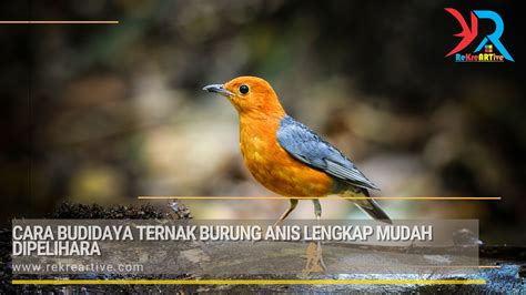 Ternak Anis Cara Budidaya Ternak Burung Anis Lengkap Mudah Dipelihara