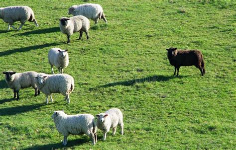 The Black Sheep Stock Photo Image Of Wool Farming Misfit 10864