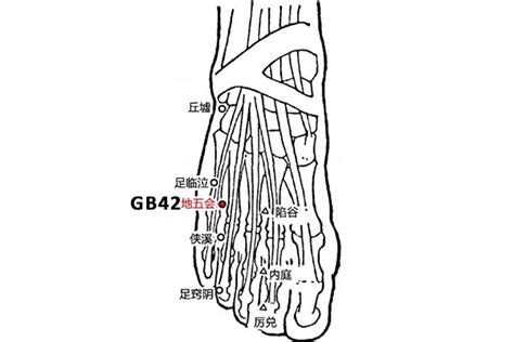 Gb 42 Acupuncture Pointdiwuhui Or Gallbladder 42 Peakmassager