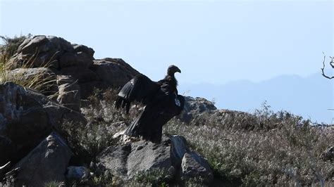 Marina Robles On Twitter Ya Liberamos En La Sierra De San Pedro