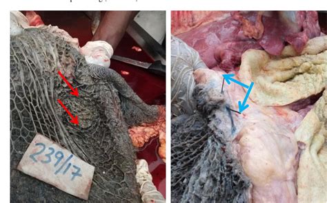 Figure From Microcardia Associated With Traumatic Reticulo