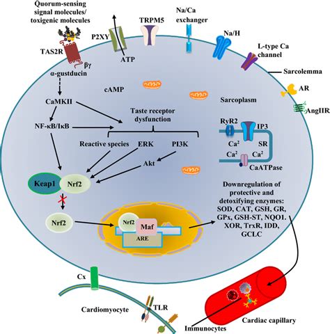 Nrf And Tas R Signalling In Cardiac Cell Tas R Dysfunction Triggers